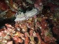   took this photo while diving house reef Angaga island Maldives  